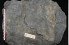 Foto (Detailansicht) von Syringodendron cyclostigma Brongniart (NHMW-GEO-2024-0188-11244)